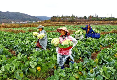 蔬菜基地采收忙