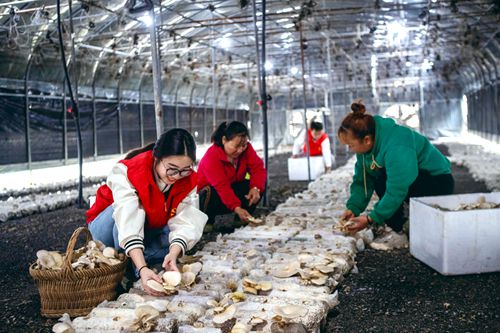 黨建引領產(chǎn)業(yè)發(fā)展