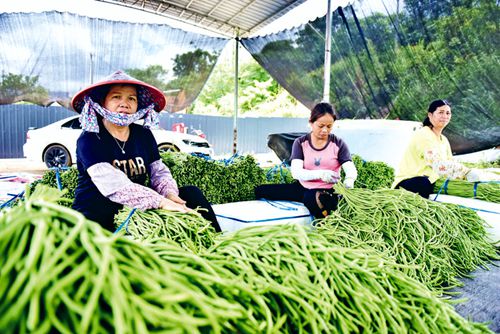 豇豆種植促增收