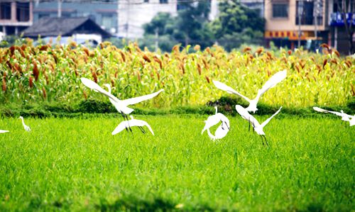 夏日田園鷺鳥歡