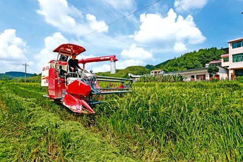 制種水稻開(kāi)鐮收割