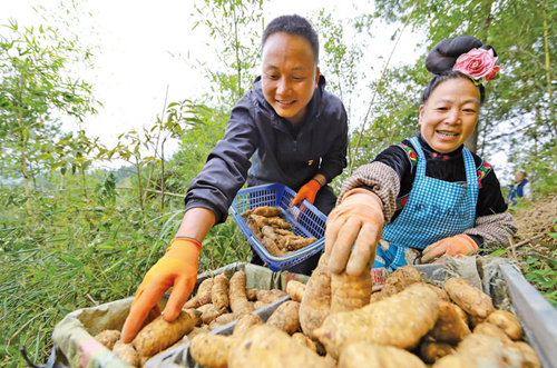 天麻喜豐收 村民笑開(kāi)顏