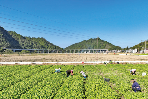 “稻+菜”輪作 提升土地綜合利用