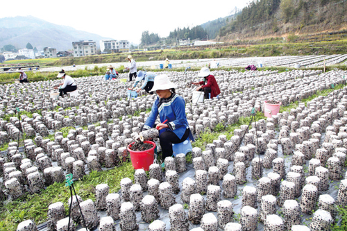 木耳采收好“豐”景