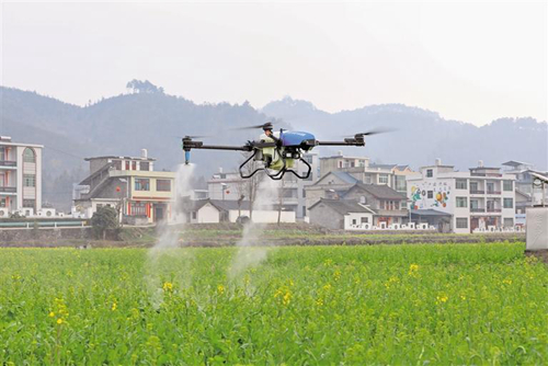 植保無人機(jī)助油菜豐產(chǎn)豐收