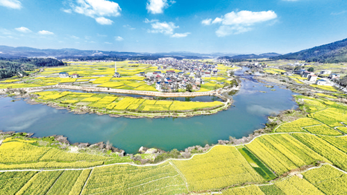 五萬畝油菜 花開扮靚鄉村