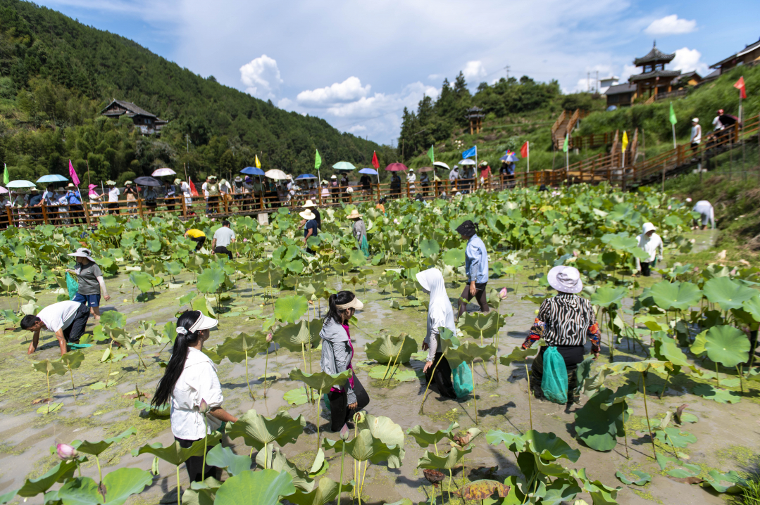 2024年8月27日，在貴州省從江縣洛香鎮(zhèn)榮新村四聯(lián)侗寨，游客和村民在參與摸魚活動。_DSC8570.jpg